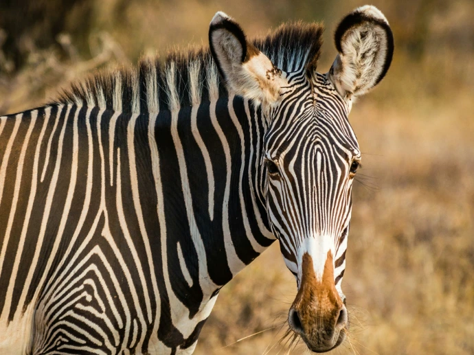zebra standing on field