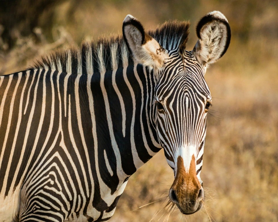 zebra standing on field
